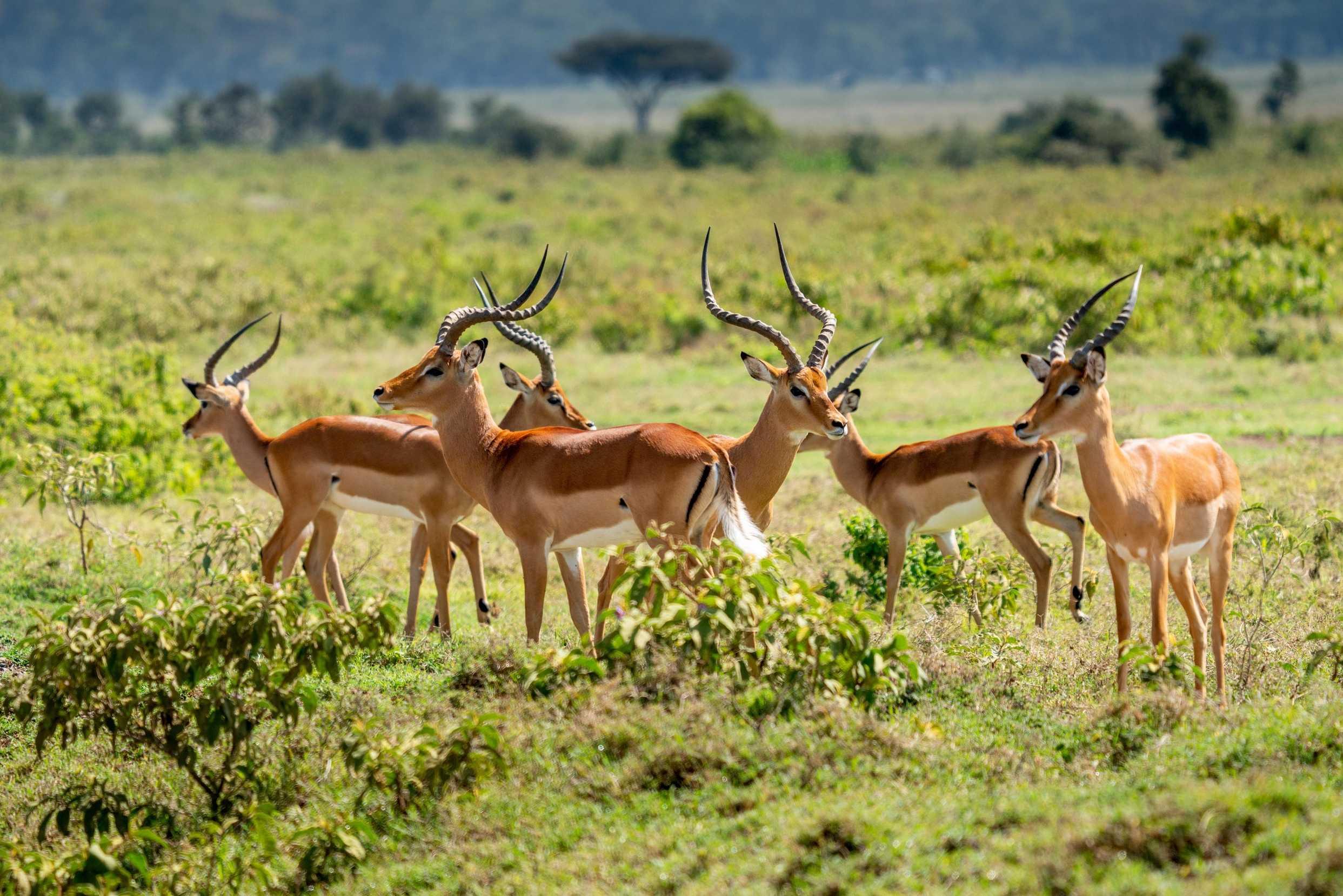 Kenya