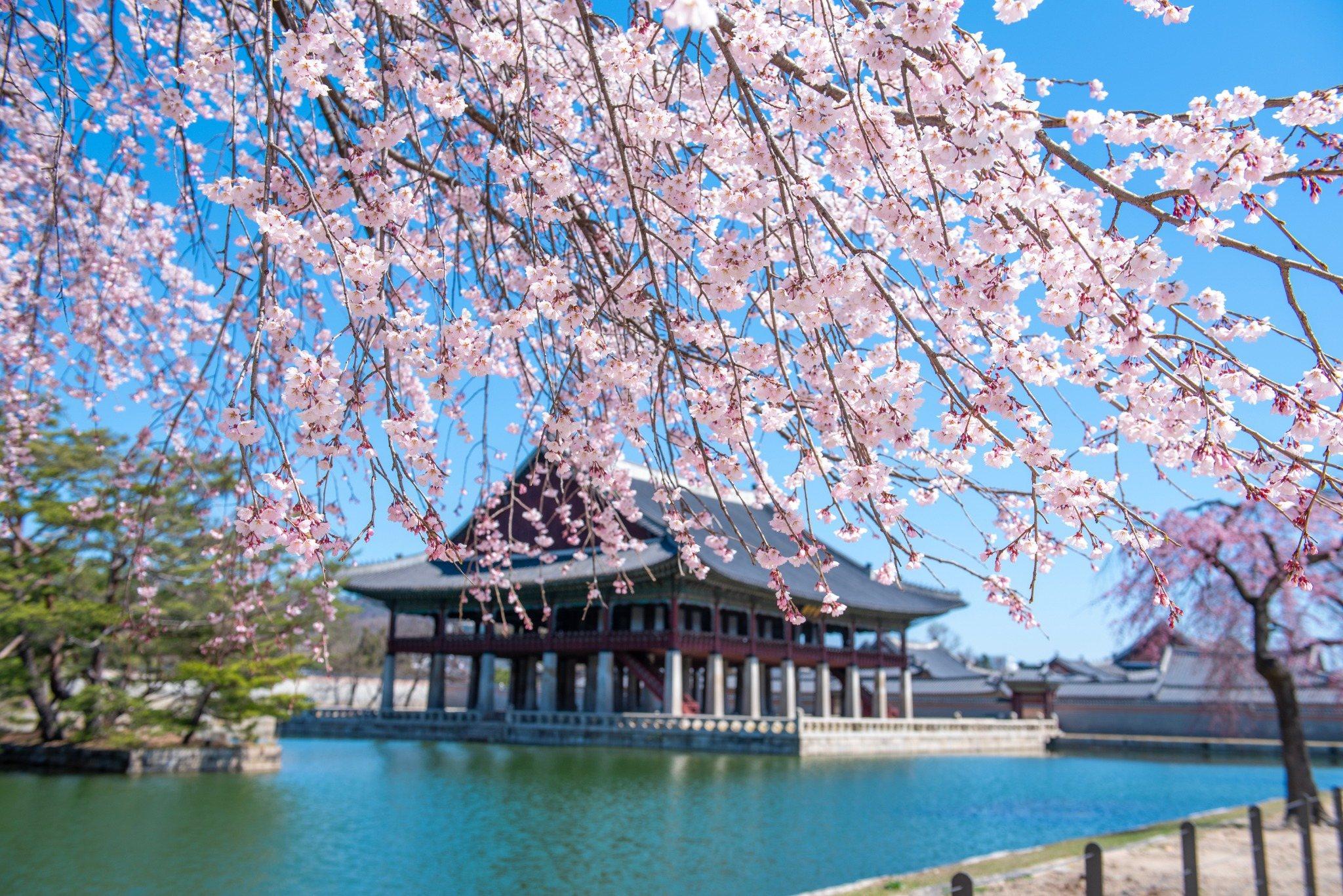Japan Tour Package - Cherry Blossom Edition