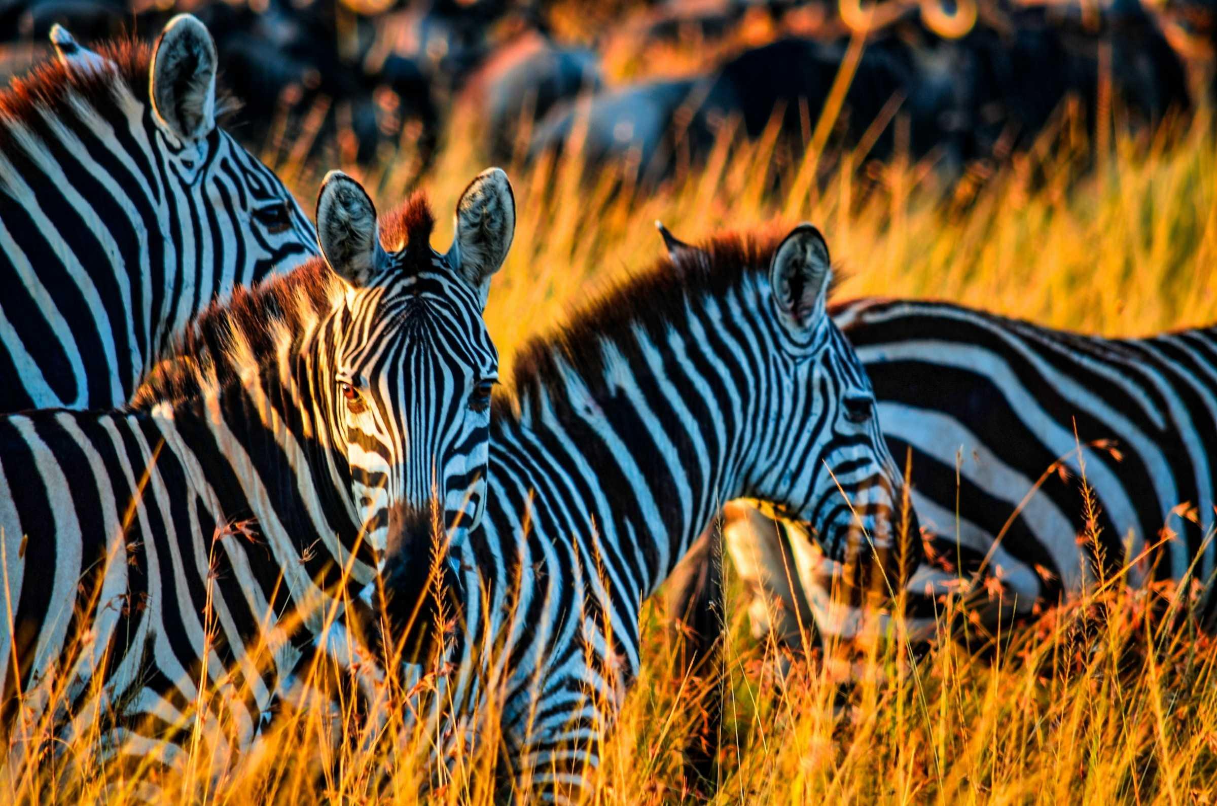 Image for 6-Day Kenya Group Safari Tour & Game Drives