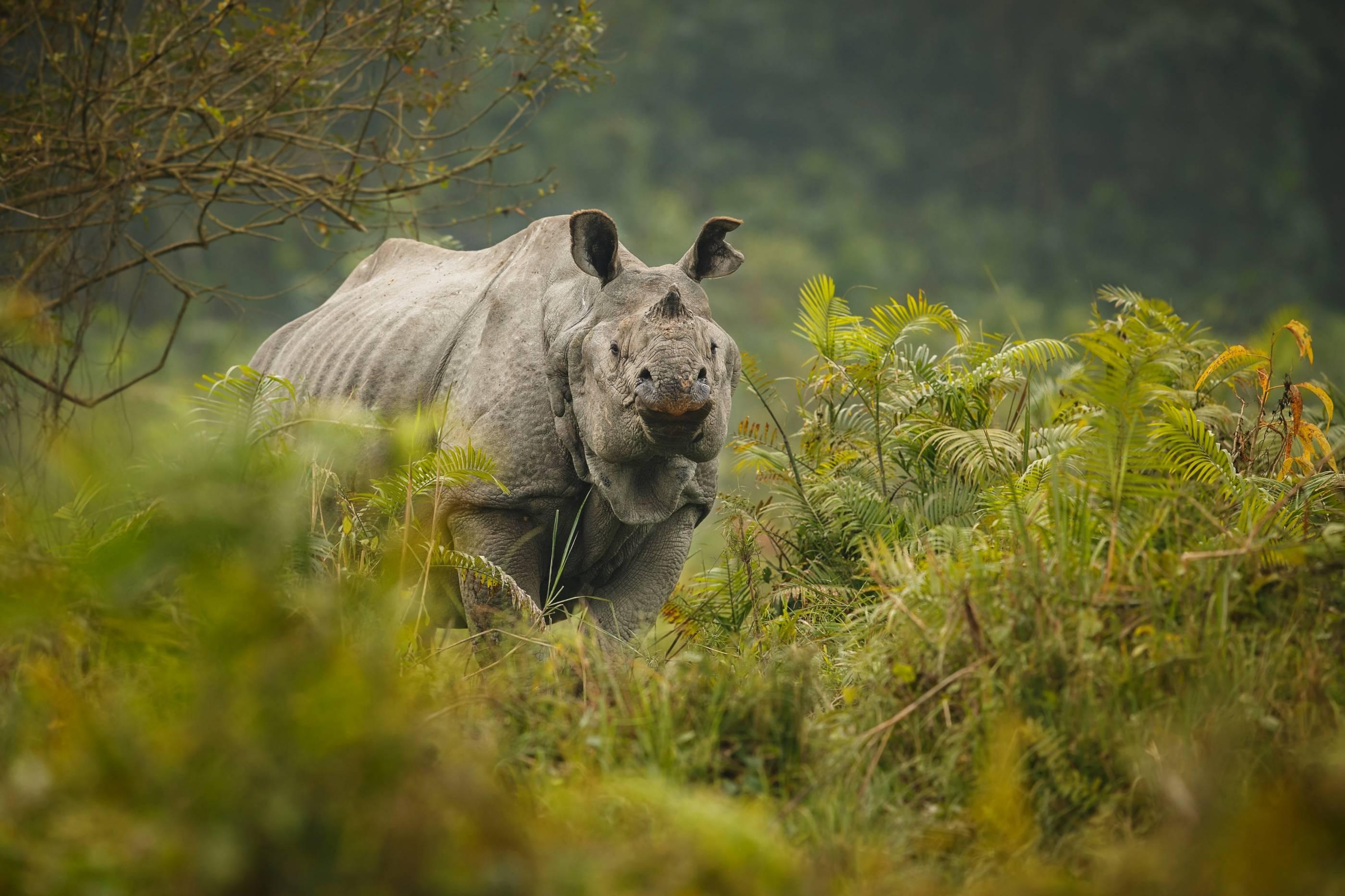 Image for Arunachal and Meghalaya with Kaziranga Tour