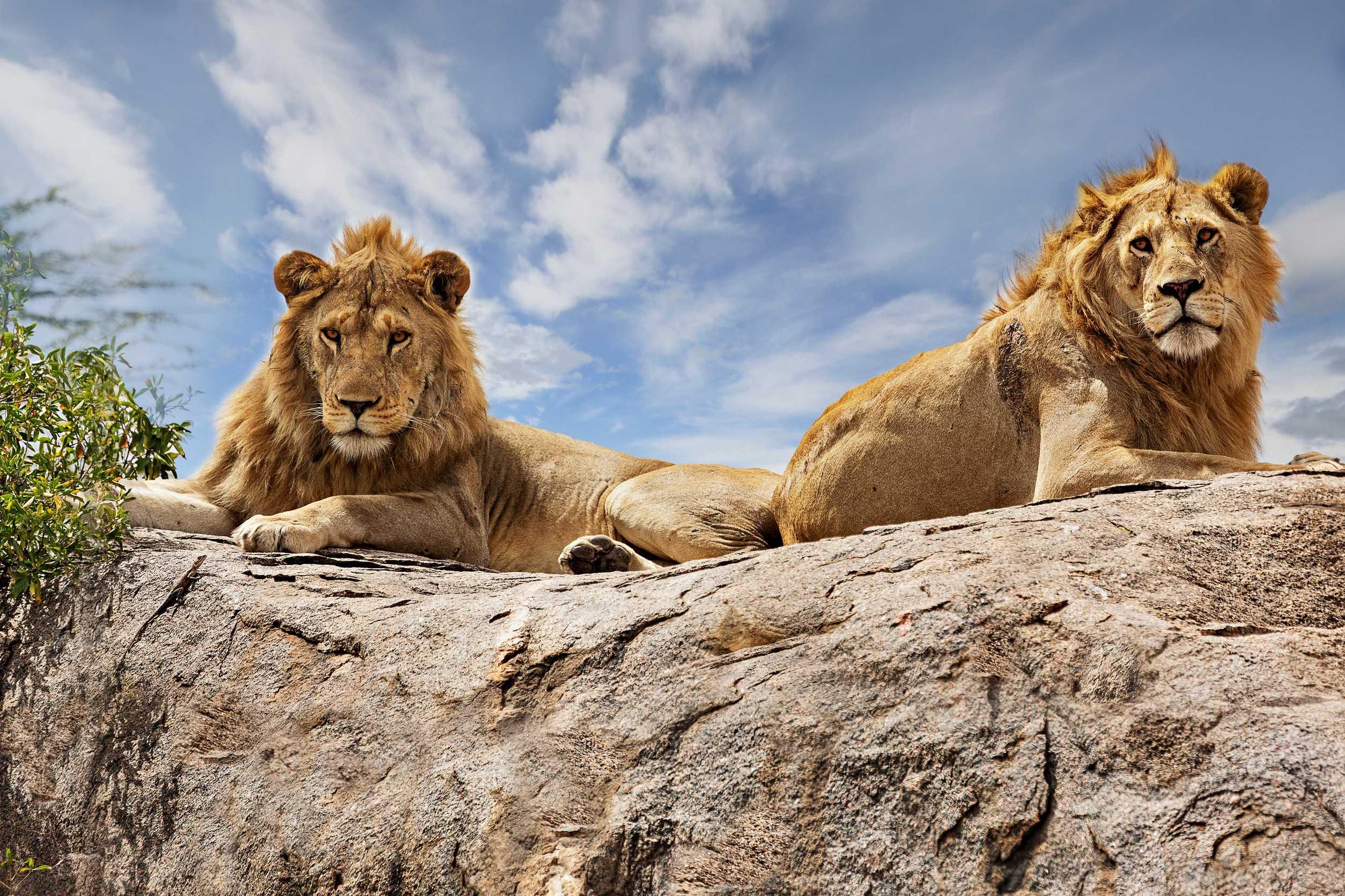 Image for Kenya Wildlife Group Tour: 7-Day Masai Mara Safari