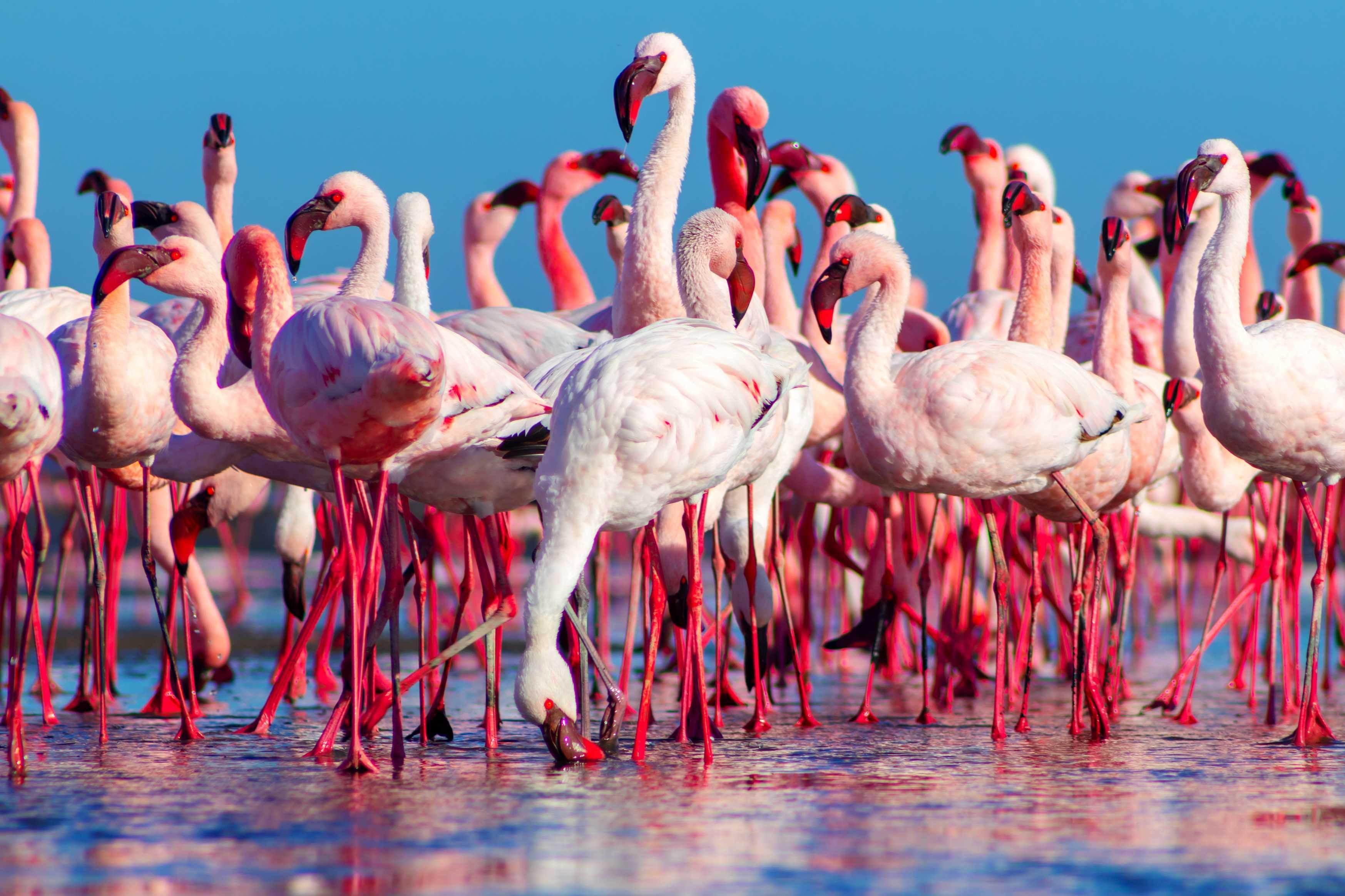 Kenya Wildlife Group Tour: 7-Day Masai Mara Safari